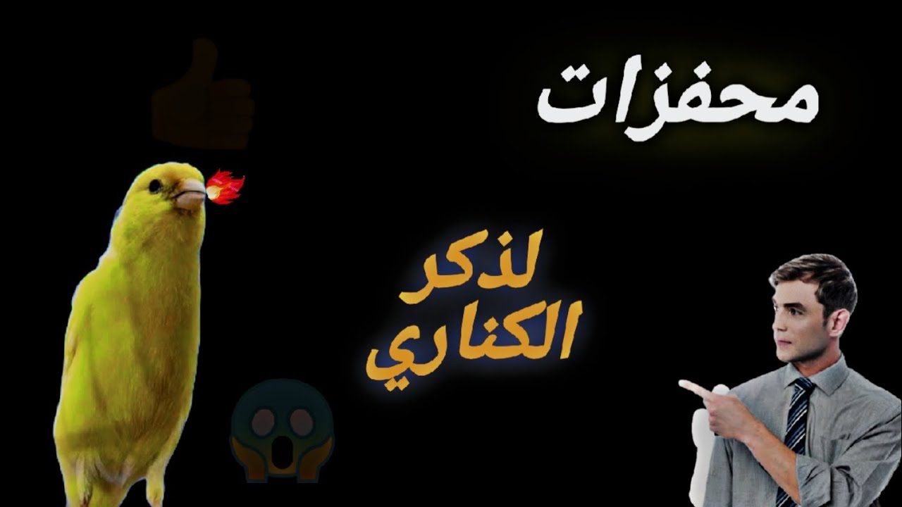 محفزات طبيعية لجعل ذكر الكناري لا يتوقف عن التغريد و تخصيب الأنثى