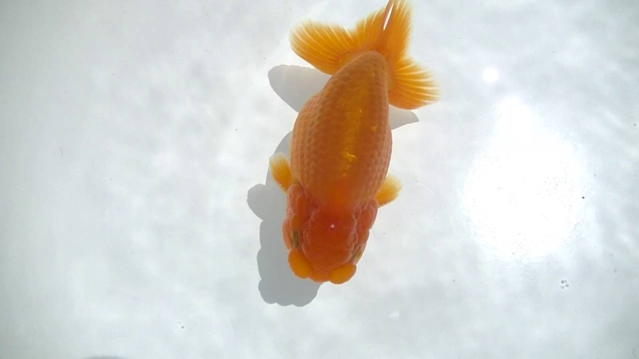 camera iphone 8 plus apk 00376