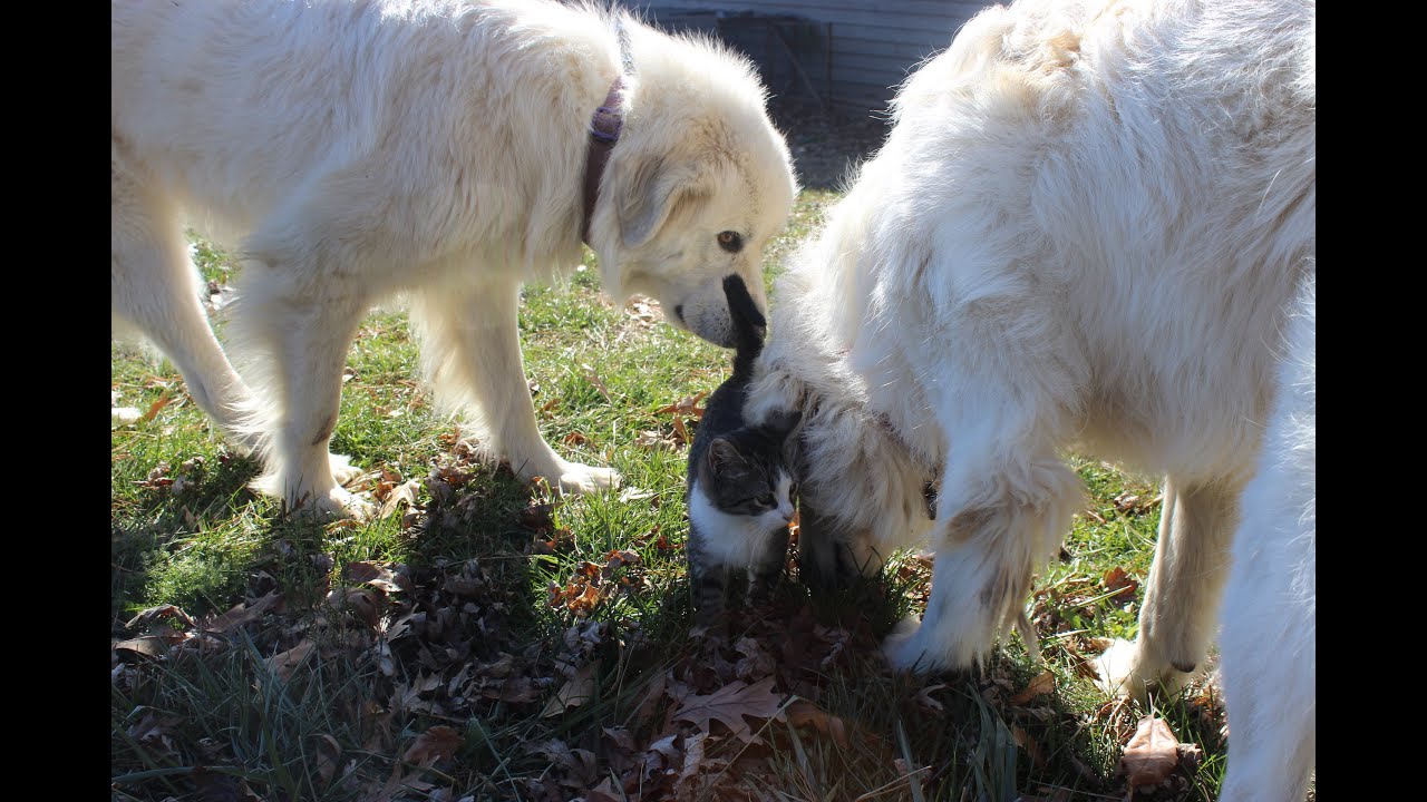 Livestock Guardian Dogs: Answering Common Questions