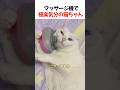 マッサージ機で極楽気分の猫ちゃん