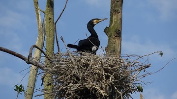Aalschovers Oostduinkerke
