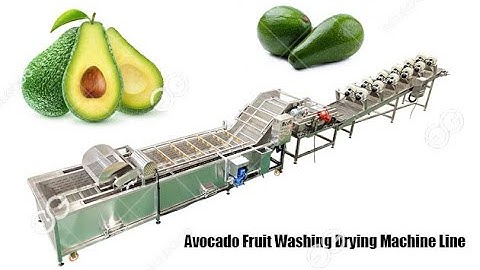 Avocado Fruit Washing Drying Machine Line