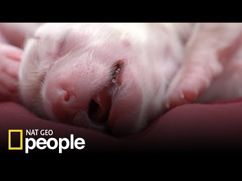 Lekarze uratowali życie sześciu nowo narodzonym szczeniakom! [Doktor Miller i jego zwierzęta]