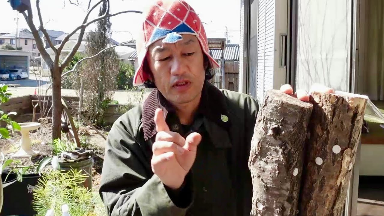 ホダ木を使ってベランダでキノコ栽培する方法　　【園芸超人カーメン君】