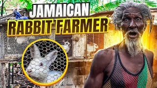 The bizarre world of rabbit farming in Jamaica