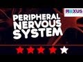 Peripheral Nervous System Quiz
