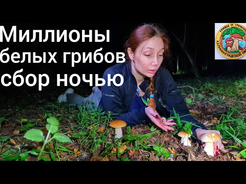 БЕЛЫЕ ГРИБЫ НОЧЬЮ СВЕТЯТСЯ. МИЛЛИОНЫ ГРИБОВ! Грибники в шоке