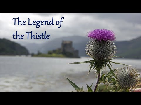 Video: Apa Warna thistle Skotlandia?