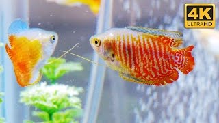 community tropical fish