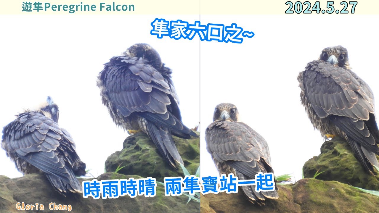 20240527 隼家六口之(1)時雨時晴,兩隼寶站一起【遊隼Peregrine Falcon】 - YouTube