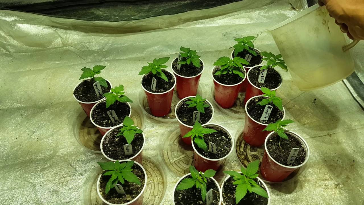 DuoLux 600 LED in a 4x4 Grow Tent - EP. 3 - 10 Days Into Germination