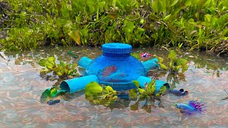 How To Make Easy Betta Fish And Wild Fish Trap By Using Big Water Bottle At Countryside (Episode 47)