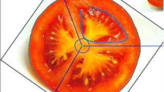 Volumetric Modeling with Diffusion Surfaces (SIGGRAPH Asia 2010)