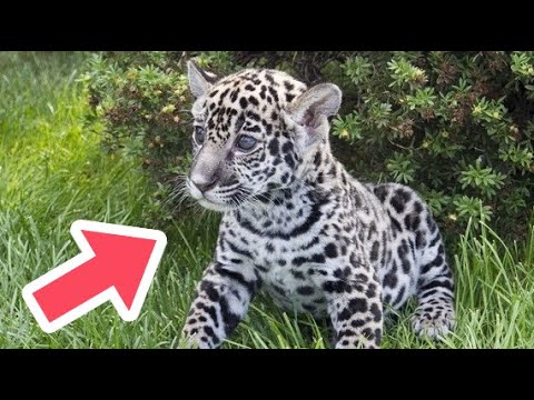 Video: Käy Samaran eläintarhassa! Virkistys- ja viihdepaikat Samarassa
