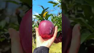 Download Lagu Panen buah apel super segar menggunakan tangan kosong #shorts MP3 Download Lagu Panen buah apel super segar menggunakan tangan kosong #shorts MP3