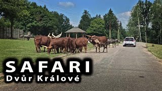 Safari Dvůr Králové 2021