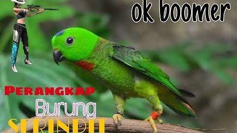 Perangkap burung serindit