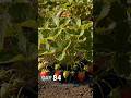 I Filmed Strawberry For 90 Days - Time Lapse