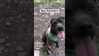 Meet Schneider From The Fluvanna Spca