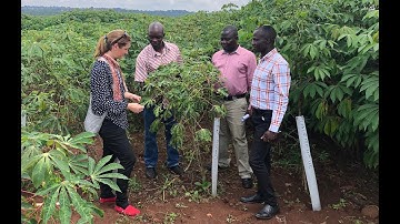 Research in St. Louis to Provide Disease Resistance Strategies for Cassava and Other Crops Globally