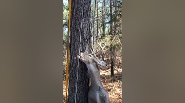 How to load deer on ATV by yourself V2.0