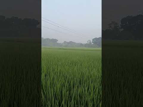 “সবুজের চাদরে গ্রামবাংলা 🌾 | মন জুড়ানো ধানক্ষেতের সৌন্দর্য”