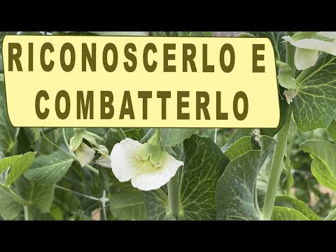 Video: I baccelli di pisello sono a bassa mappatura?