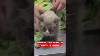 #ЧТО СЛУЧИЛОСЬ С ВЫБРОШЕННЫМ КОТОМ.