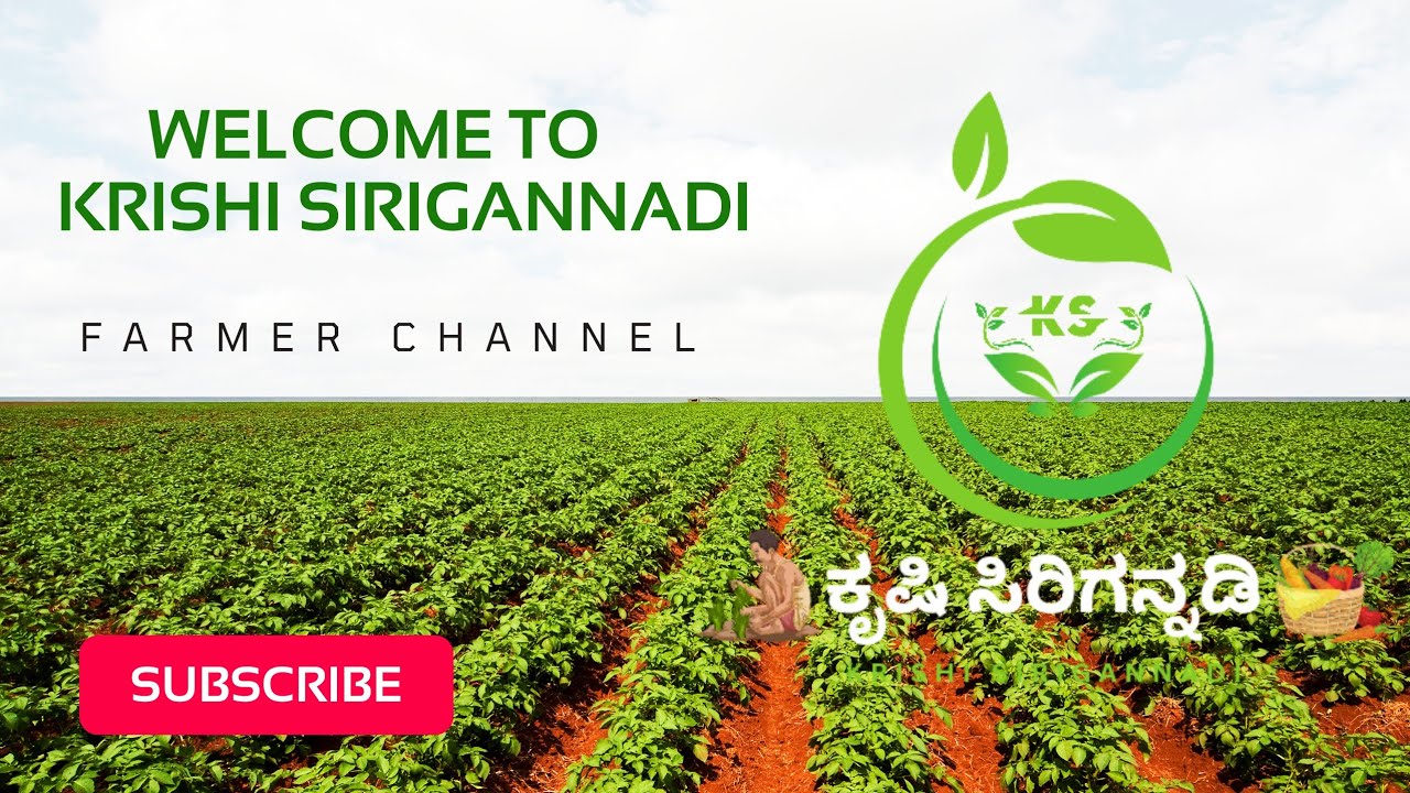 Mysore apmc market vegetable Daily rate YouTube