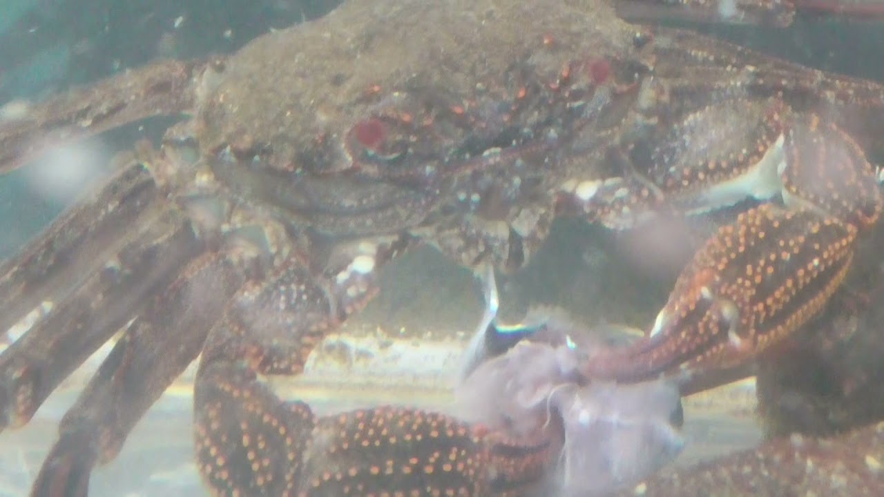 ショウジンガニ飼育動画 魚の切り身を盛んに食べています このカニはタイドプール 潮溜まり で捕まえてきたもの これは蟹の中でもずば抜けて動きが早く 捕獲が難しいのです Youtube