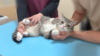My Cat Hates Injections At The Hospital And Was Shaking On The Examination Table Like This
