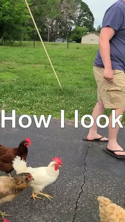 Chickens = Raptors