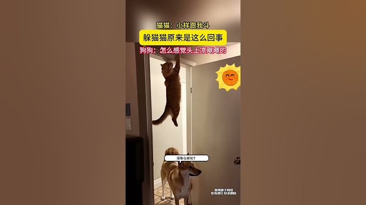 貓咪：小樣跟我鬥，躲貓貓原來是這麼回事，狗狗：怎麼感覺頭上涼颼颼的？#china #熱門 #生活 #寵物狗狗精選 #貓狗躲貓貓