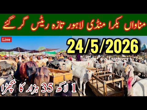 Bakra Mandi Lahore 2026, Manawan Bakra Mandi, Lahore Bakra Mandi, Qurbani 2026, Cow Sale, Mr Phirtu