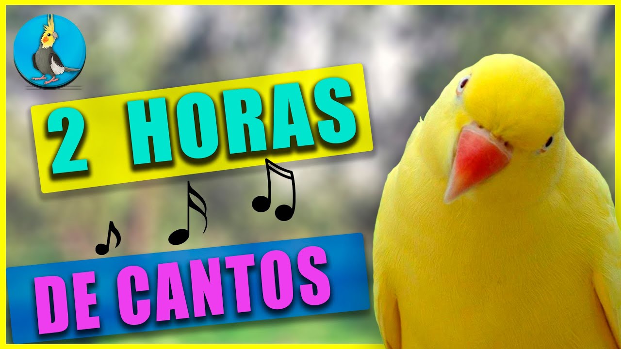 🐤  ENSEÑALE A CANTAR A TU CACATUA NINFA 🐤  2 HORAS DE CANTOS  Cacatuas loros colapsitas cockatiels