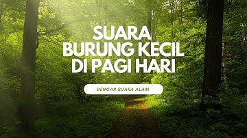 Suara Burung Kecil Di Alam Liar Pagi hari Begitu Merdu