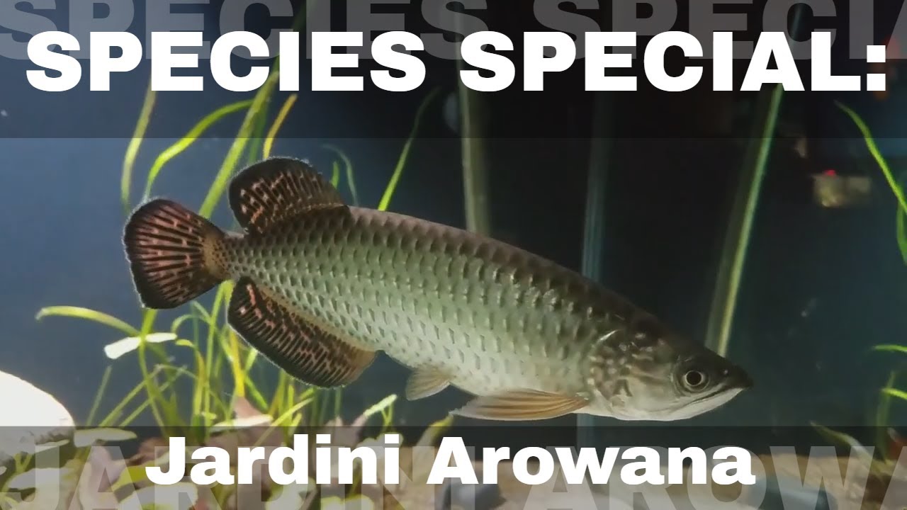 pearl arowana care