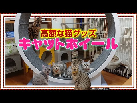 【高額な猫グッズ】キャットホイールの購入を考えてる方の参考になるかなぁ?ベンガル/オシキャット/チートー【Cat lifeスローライフ 田舎暮らしvol.13】