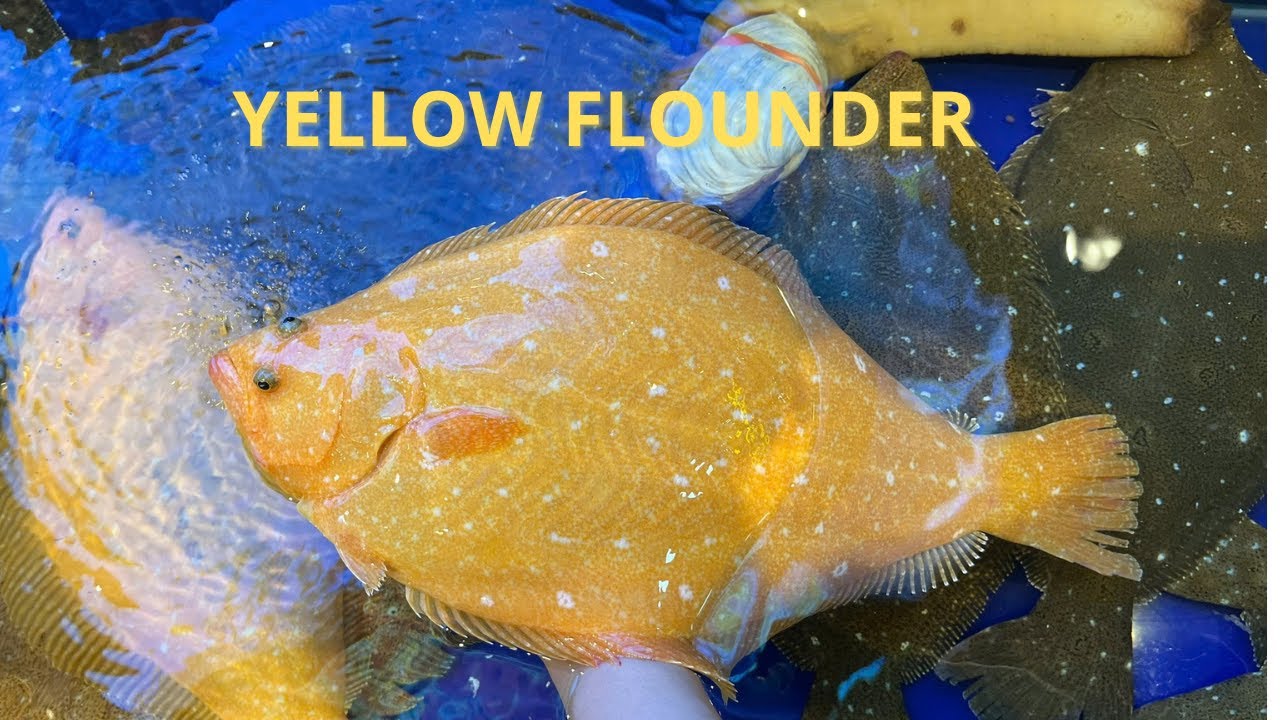 Golden Flounder Sashimi – Saigon Street Food Luxury Seafood