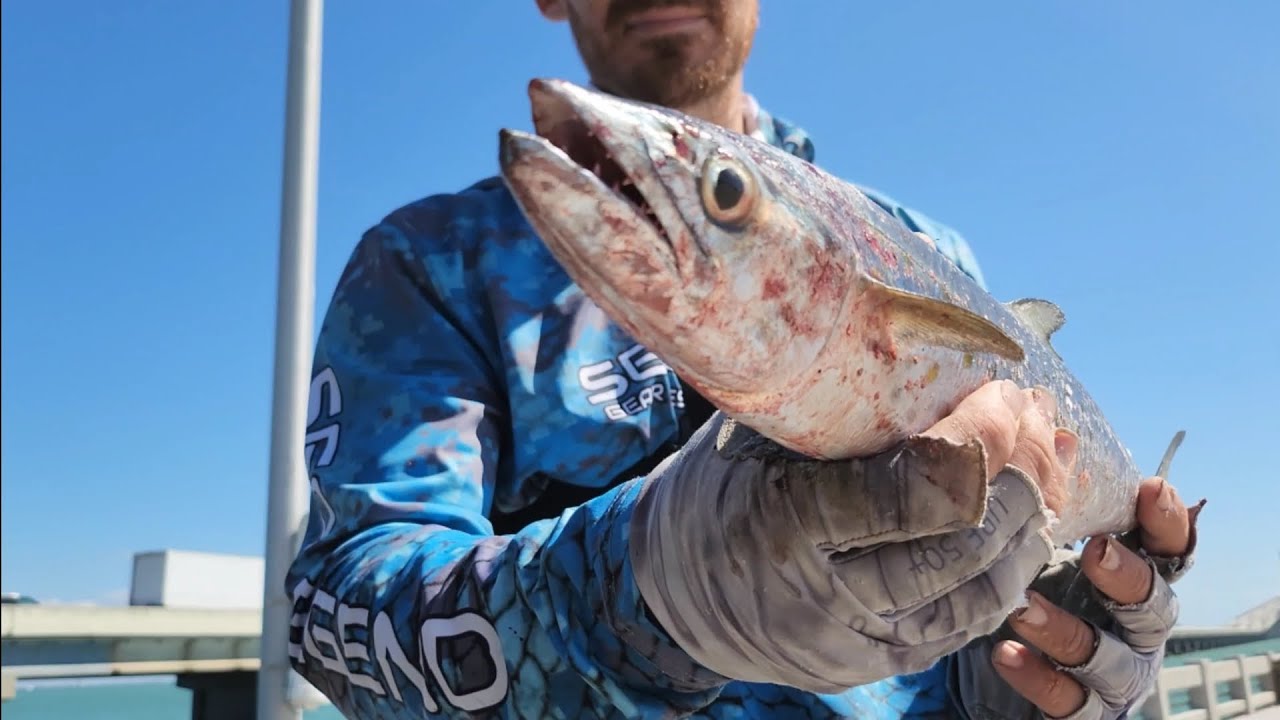 Skyway fishing pier, turn and burn spoon fishing for mad mackerel fun