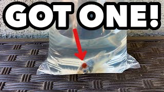 I Found a Beautiful Tancho Koi Fish at Aquarium & Reptile Depot for $19.99!