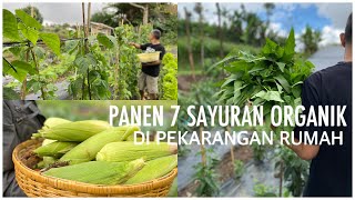 Panen Raya Sayuran Organik Di Kebun Pekarangan Rumah  Panen 7 Macam Sayur  Hidup Di Desa