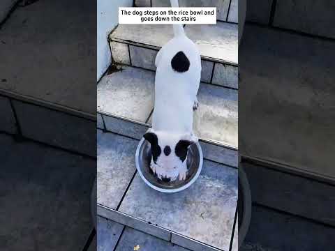 Funnydogs Cute Doglover Doglife Cure Dogshorts Pet Doglife Dogshorts 