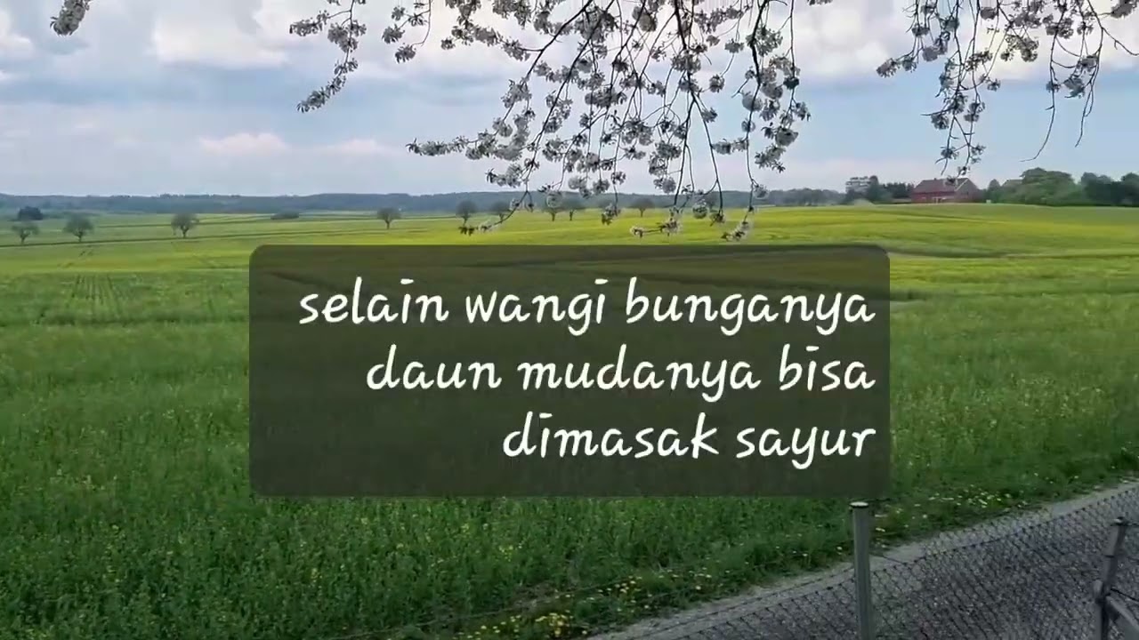 Bunga Canola bahan minyak goreng 