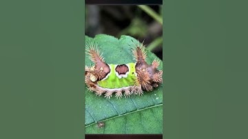 BIZARRE SADDLEBACK CATERPILLAR - What You Don
