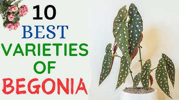 Top 10 Begonia-variëteiten | Begonia-soorten | Begonia