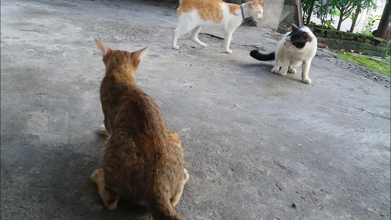 Cats Mating, Moaning in the Morning YouTube