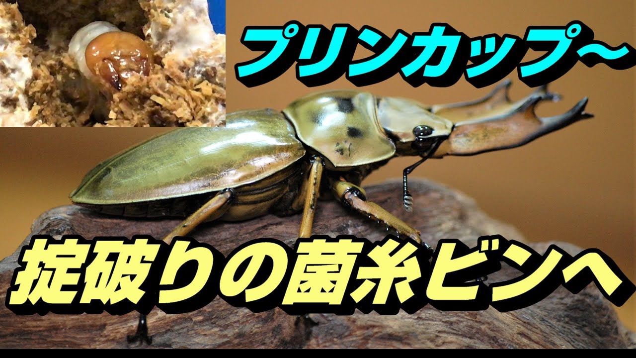 プリンカップ～掟破りの菌糸ビンへ・・・ババオウゴンオニクワガタ初二