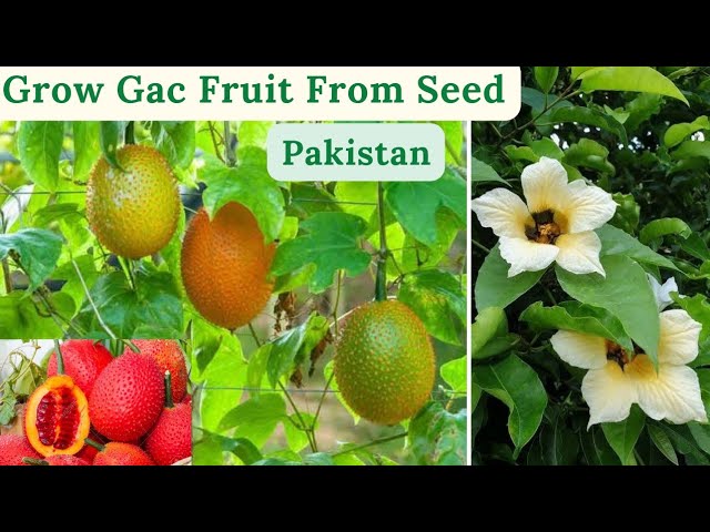 How To Grow Gac Fruit From Seed | Rare Garden | Urdu/ |