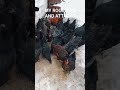 MY ROOSTERS AND ATTACKS #funny